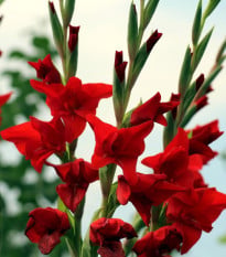 Gladiol červený Hunting song - Gladiolus - hlízy gladiol - 3 ks