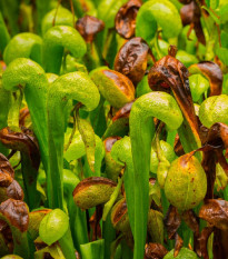 Darlingtonie kalifornská - Darlingtonia california - semena darlingtonie - 12 ks