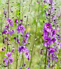 Divizna brunátná směs barev - Verbascum phoeniceum - osivo divizny - 300 ks
