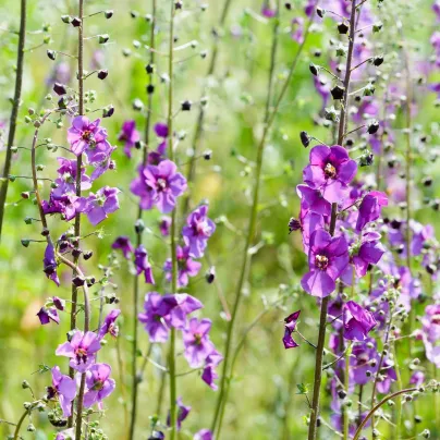 Divizna brunátná směs barev - Verbascum phoeniceum - osivo divizny - 300 ks