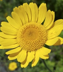 Kopretina osenní Helios - Chrysanthemum segetum - osivo kopretiny - 100 ks