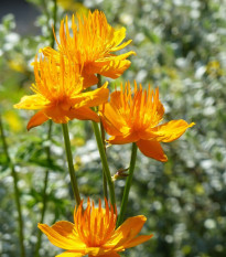 Upolín čínský Gold Queen - Trollius chinensis - osivo upolínu - 20 ks