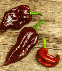 Chilli Black Naga - Capsicum chinense - osivo chilli - 6 ks