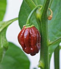 Chilli Habanero Chocolate - Capsicum annuum - osivo chilli - 6 ks