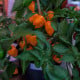 BIO Chilli Habanero oranžové - Capsicum chinense - bio osivo chilli - 6 ks