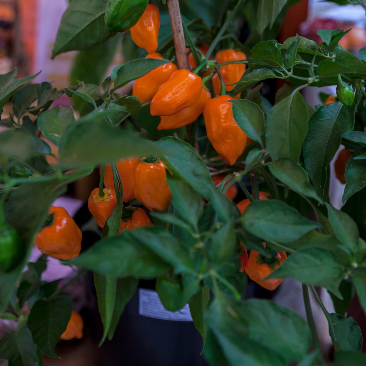 BIO Chilli Habanero oranžové - Capsicum chinense - bio osivo chilli - 6 ks