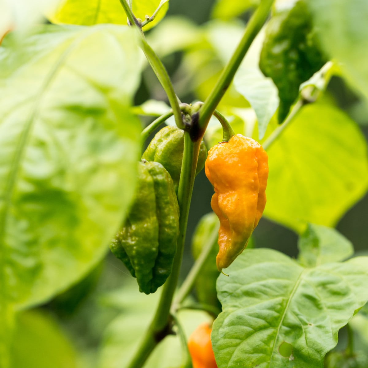 Chilli Bhut Jolokia žluté - Capsicum chinense - osivo chilli - 5 ks