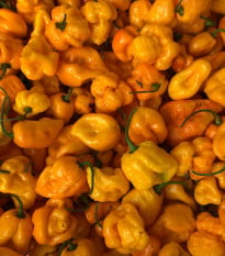 Chilli 7 Pot Brain Strain žluté - Capsicum chinense - osivo chilli - 6 ks