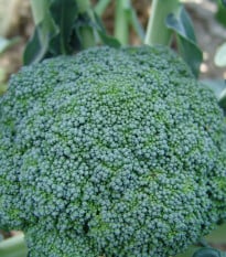 Brokolice Limba - Brassica oleracea L. - osivo brokolice - 50 ks