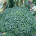 Brokolice Limba - Brassica oleracea L. - osivo brokolice - 50 ks