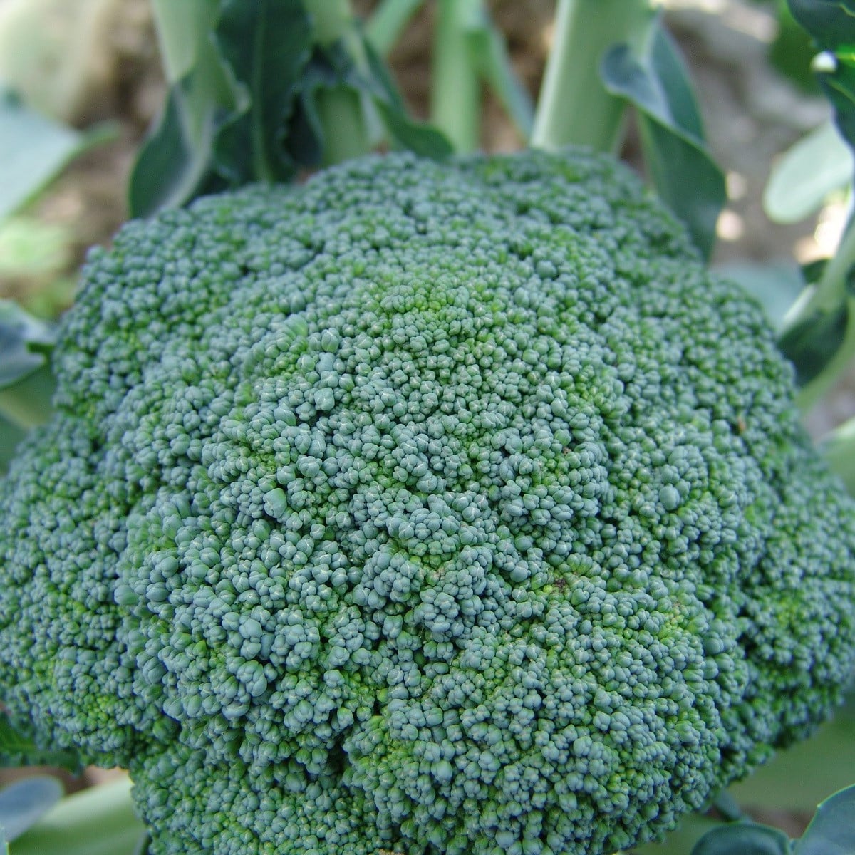 Brokolice Limba - Brassica oleracea L. - osivo brokolice - 50 ks