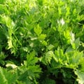 Celer listový jemný - Apium graveolens - osivo celeru - 0,5 g