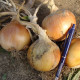 Cibule jarní Amfora F1 - Allium cepa - osivo cibule - 110 ks