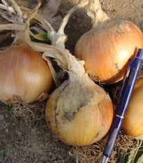 Cibule jarní Amfora F1 - Allium cepa - osivo cibule - 110 ks