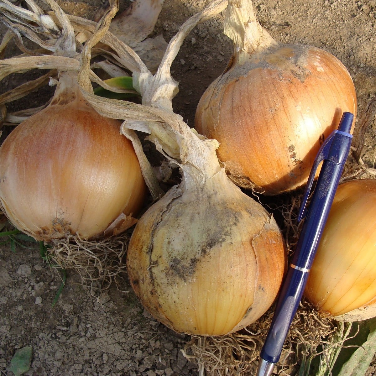 Cibule jarní Amfora F1 - Allium cepa - osivo cibule - 110 ks