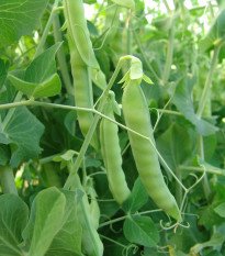 Hrách cukrový Ambrosia - Pisum sativum - osivo hrachu - 50 ks