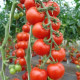 Rajče Spencer - Solanum lycopersicum - osivo rajčat - 20 ks