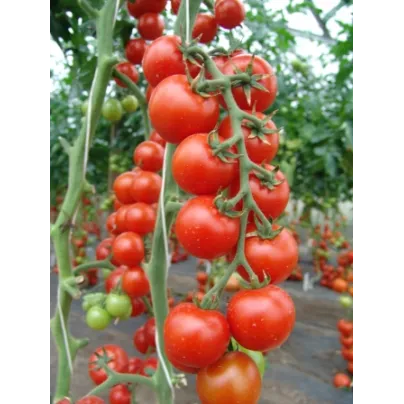 Rajče Spencer - Solanum lycopersicum - osivo rajčat - 20 ks
