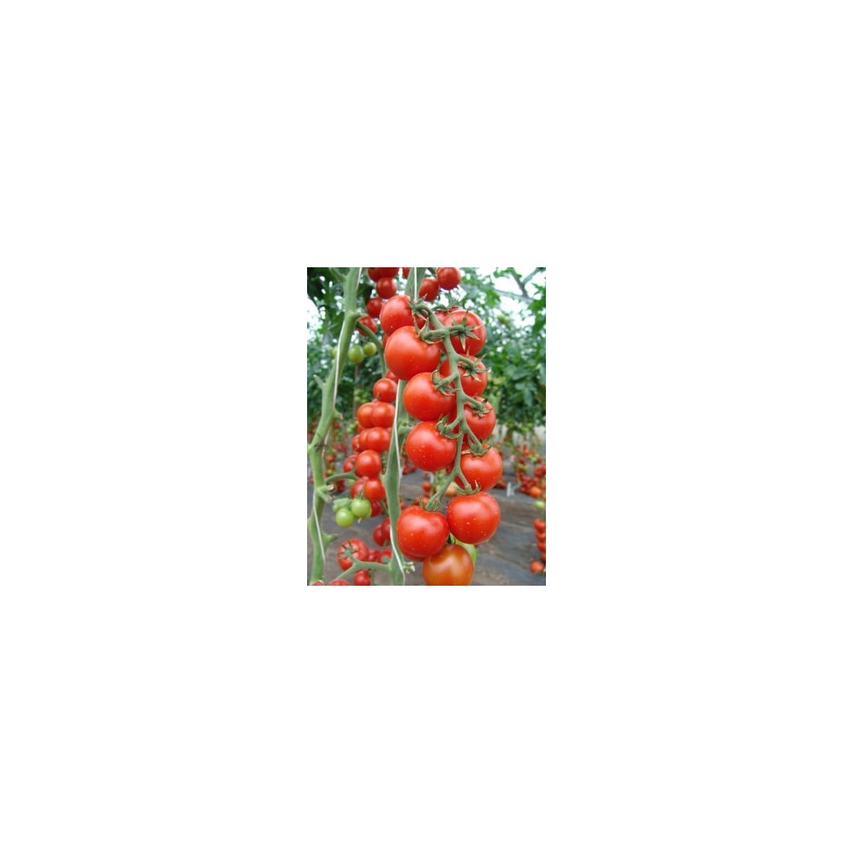 Rajče Spencer - Solanum lycopersicum - osivo rajčat - 20 ks
