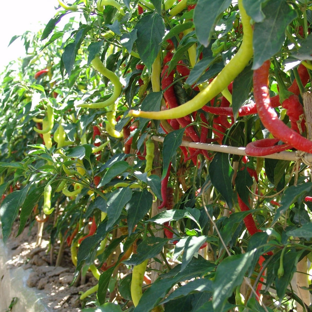 Paprika kozí/beraní roh Beros - Capsicum annuum - osivo paprik - 15 ks