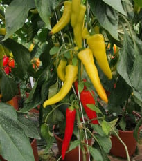 Paprika kozí/beraní roh Sora - Capsicum annuum - osivo papriky - 55 ks
