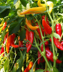 Paprika kozí/beraní roh Harriet - Capsicum annuum - osivo papriky - 45 ks