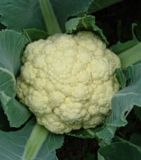 Květák raný Beta - Brassica oleracea convar. botrys - osivo květáku - 150 ks