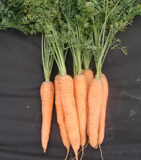 Mrkev pozdní Tinga - Daucus carota - osivo mrkve - 900 ks