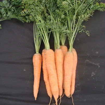 Mrkev pozdní Tinga - Daucus carota - osivo mrkve - 900 ks