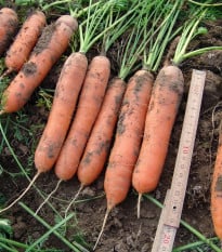 Mrkev raná Marion F1 - Daucus carota - osivo mrkve - 900 ks