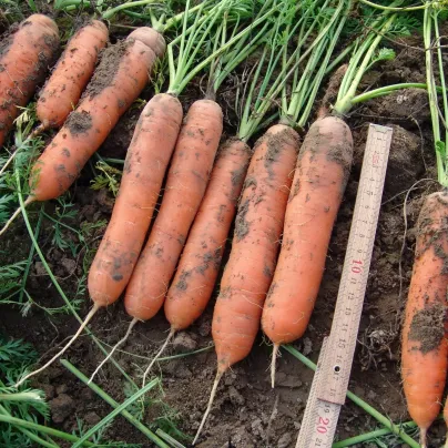 Mrkev raná Marion F1 - Daucus carota - osivo mrkve - 900 ks