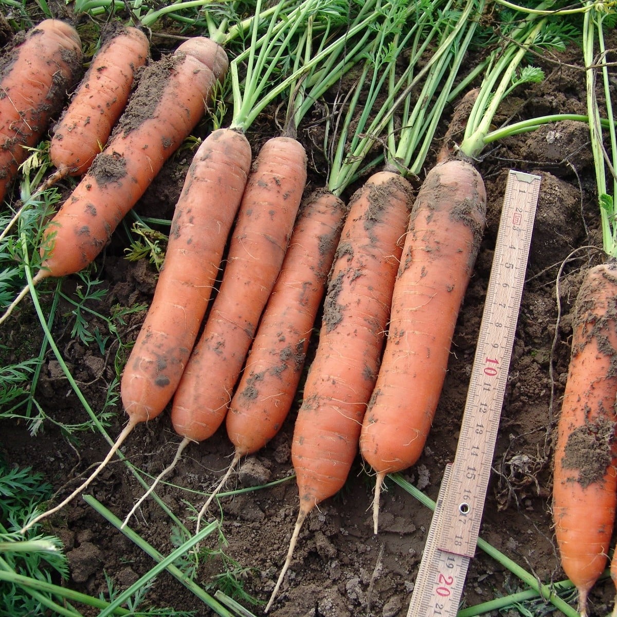 Mrkev raná Marion F1 - Daucus carota - osivo mrkve - 900 ks