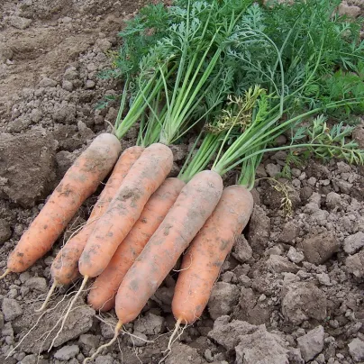 Mrkev raná Stupická - Daucus carota - osivo mrkve - 800 ks