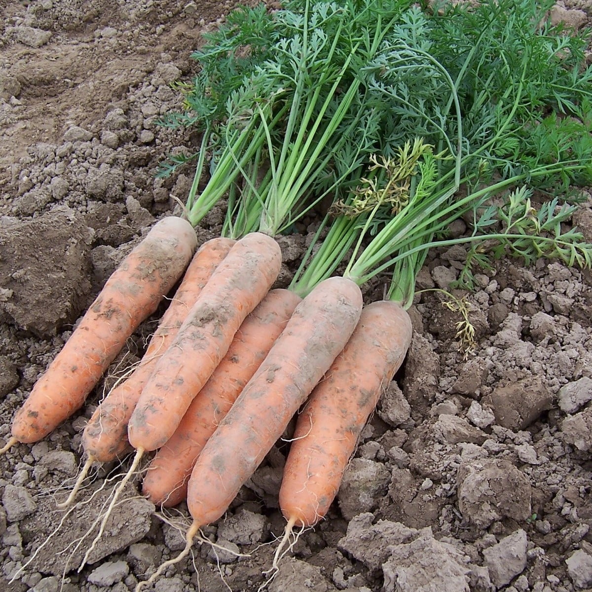 Mrkev raná Stupická - Daucus carota - osivo mrkve - 800 ks