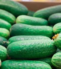 Okurka nakládačka Othello F1 - Cucumis sativus - osivo okurky - 25 ks