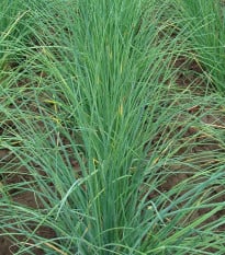 Pažitka hrubostěnná Bohemia - Allium Schoenoprasu - osivo pažitky - 400 ks
