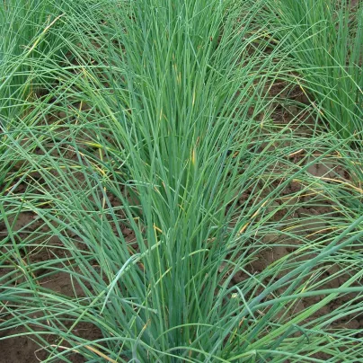 Pažitka hrubostěnná Bohemia - Allium Schoenoprasu - osivo pažitky - 400 ks