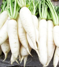 Ředkvička Rampouch - Raphanus sativus - osivo ředkvičky - 100 ks