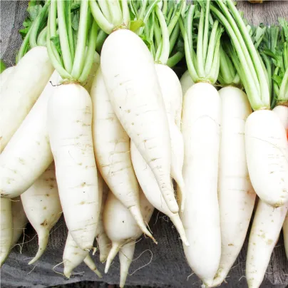 Ředkvička Rampouch - Raphanus sativus - osivo ředkvičky - 100 ks