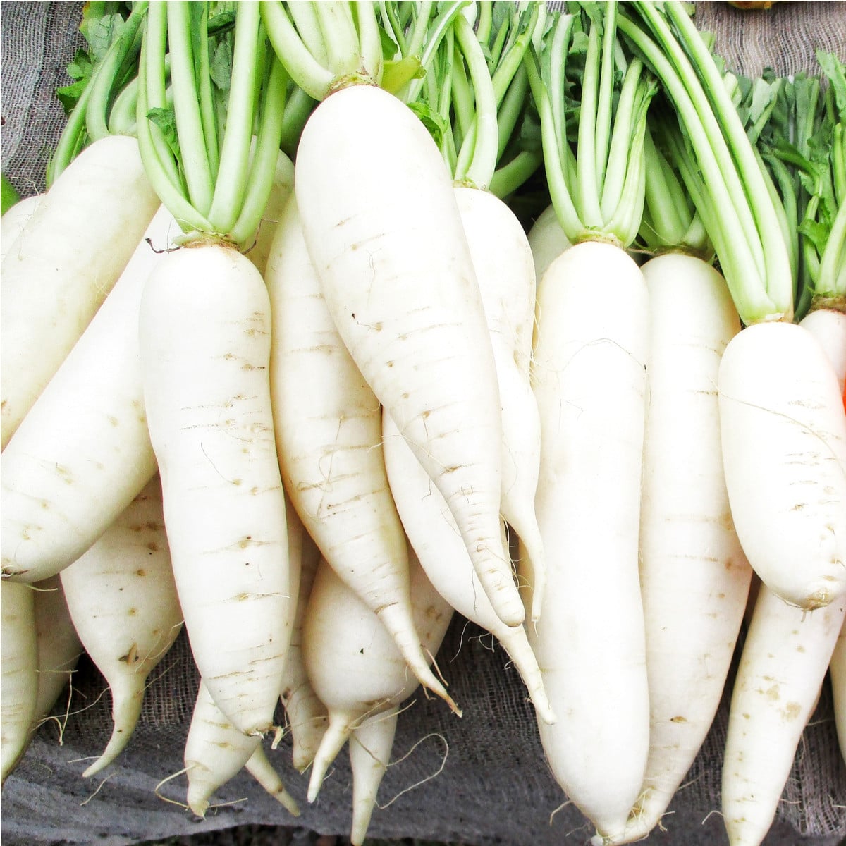 Ředkvička Rampouch - Raphanus sativus - osivo ředkvičky - 100 ks