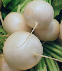 Ředkvička Albena - Raphanus sativus - osivo ředkvičky - 300 ks