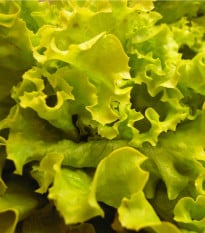 Salát hlávkový Maikönig - Lactuca sativa - osivo salátu - 800 ks