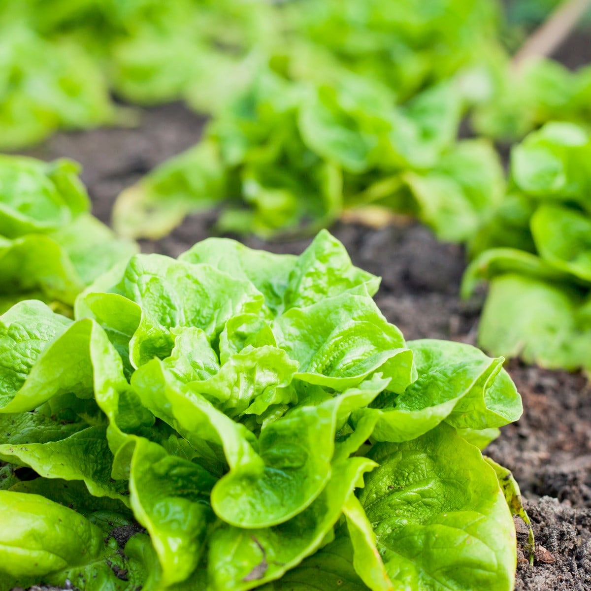 Salát hlávkový celoroční Lento - Lactuca sativa - osivo salátu - 500 ks