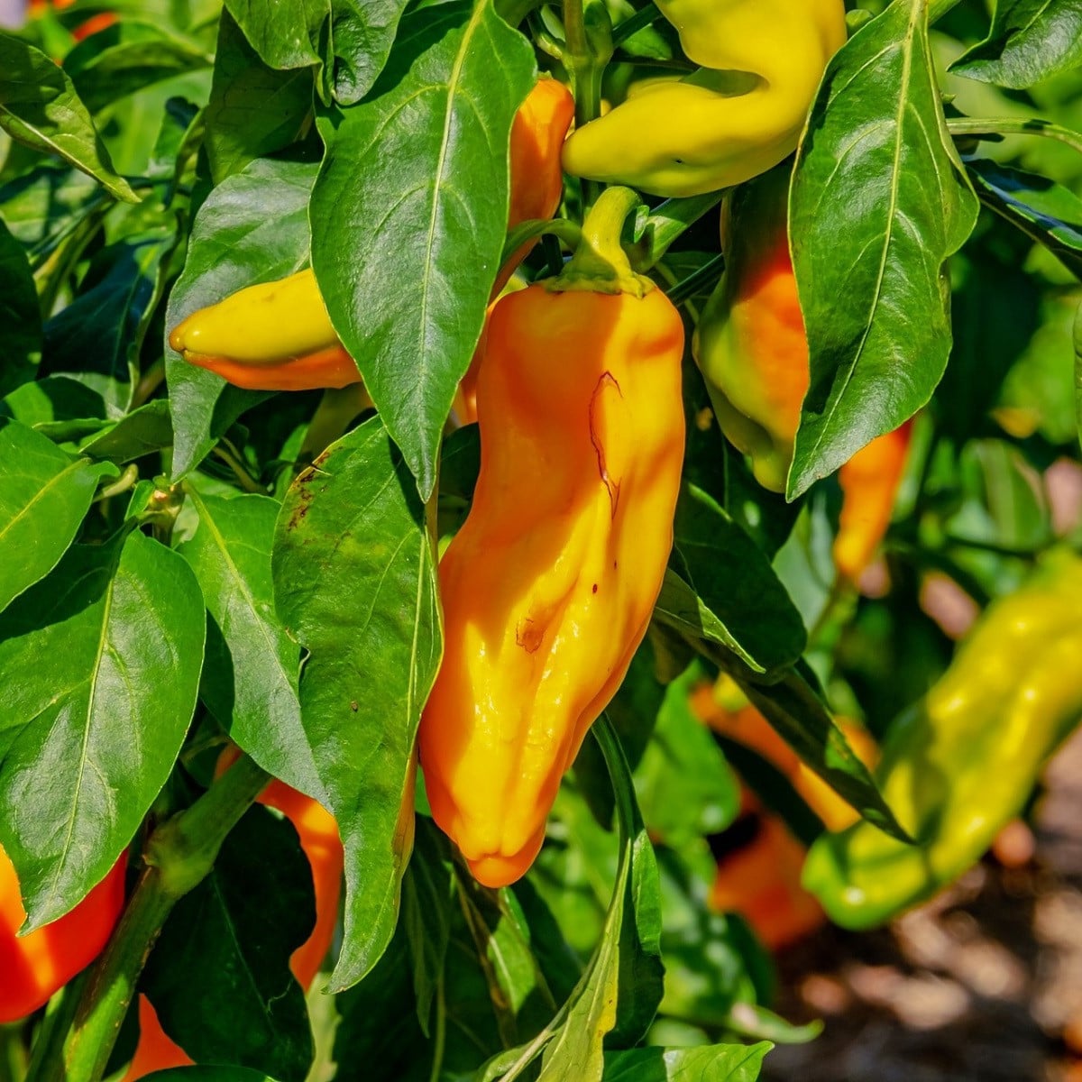 Paprika oranžová Ornela - Capsicum annuum - osivo papriky - 50 ks