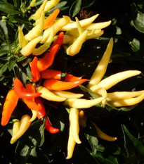 Paprika Poupila - Capsicum annuum - osivo papriky - 50 ks