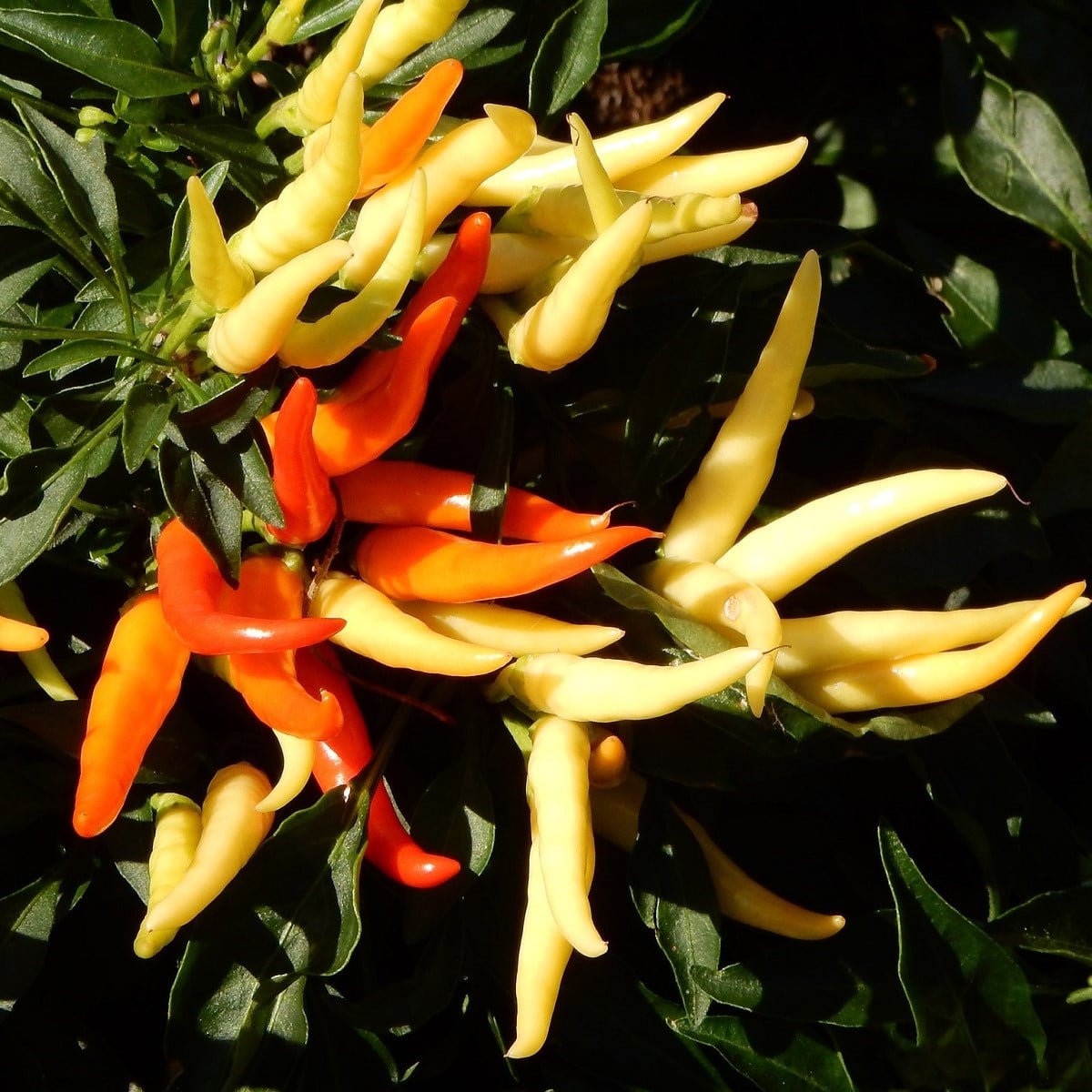 Paprika Poupila - Capsicum annuum - osivo papriky - 50 ks