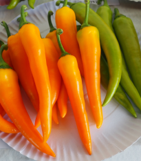 Paprika kozí/beraní roh Harvey - Capsicum annuum - osivo papriky - 40 ks