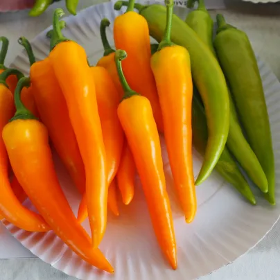 Paprika kozí/beraní roh Harvey - Capsicum annuum - osivo papriky - 40 ks