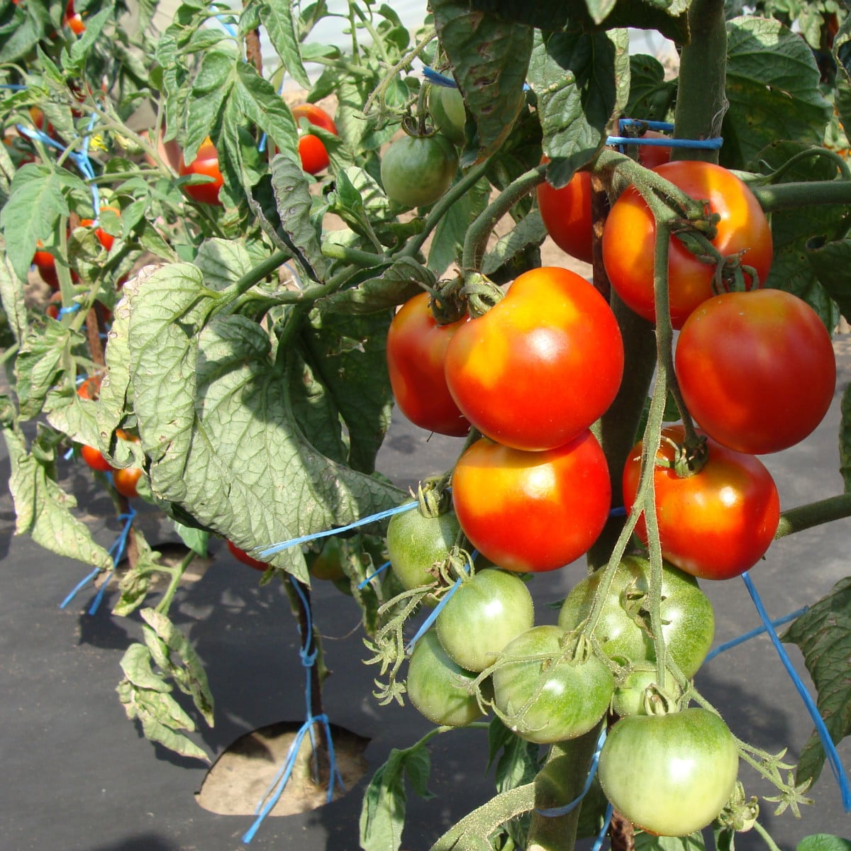 Rajče stupické polní rané - Solanum lycopersicum - osivo rajčat - 35 ks