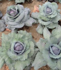 Zelí Rufus - Brassica oleracea - osivo zelí - 150 ks